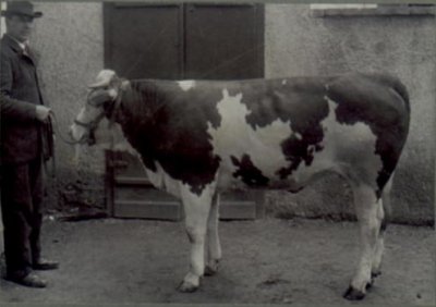Plemenný býk z tlumačovského bernsko-hanáckého chovu.